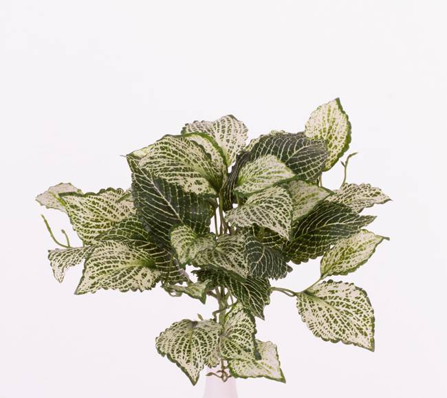 Fittoniabush (mozaïekplant) x37bld, "self folding", 25cm