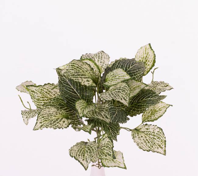 Fittoniabush (Nerve plant) x37lvs, "Self Folding", 25cm