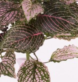 Fittoniabush (Nerve plant) x37lvs, "Self Folding", 25cm