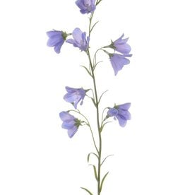 Campanula  8 flores, 70cm