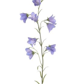 Campanula with 8 flowers, 70cm