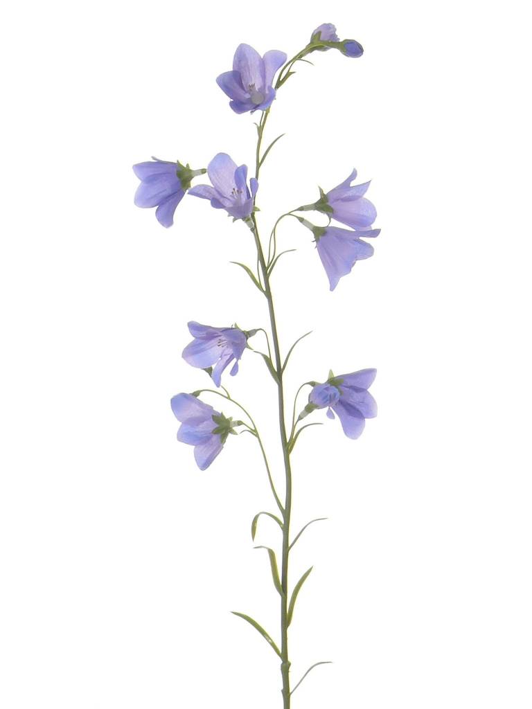 Campanula Glockenblume x8 70cm