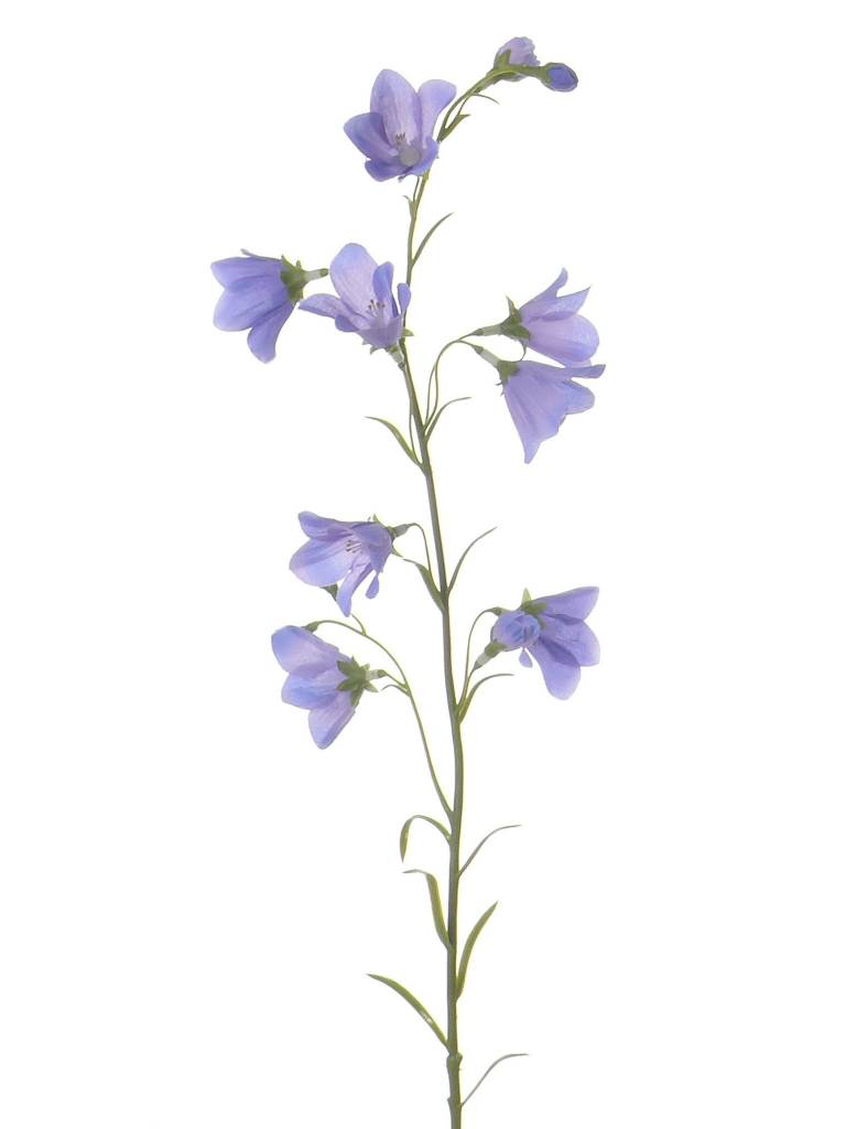 Campanula (Klokjesbloem) 70cm