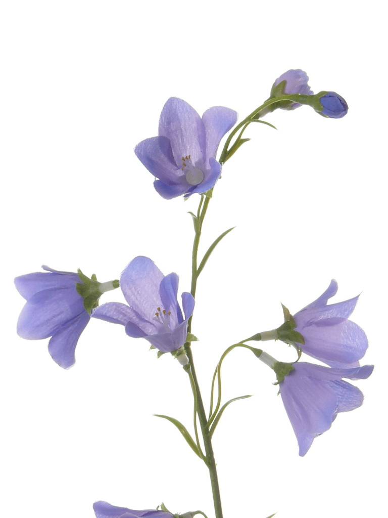 Campanula (Klokjesbloem) 70cm