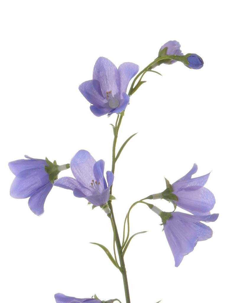 Campanula with 8 flowers, 70cm