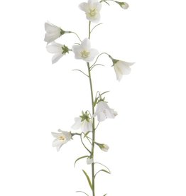 Campanula (Klokjesbloem) 70cm