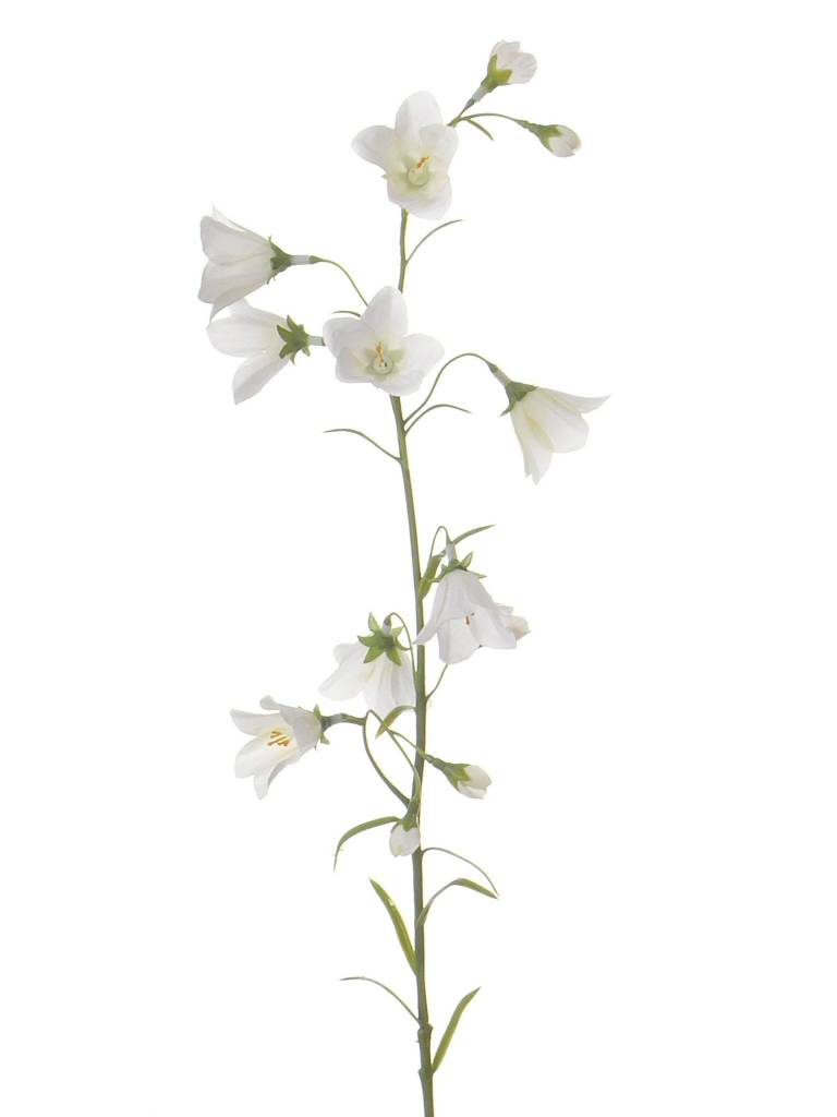 Campanula x8, 66cm