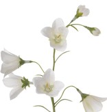 Campanula x8, 66cm