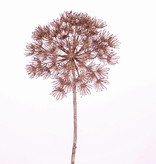 Allium  Grande Ø 22cm, 80cm