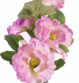 Alcea Rosea (Stockrose, Stockmalve) "Spring Dream" x9Blm, x7Knsp, x9Blt, 87cm