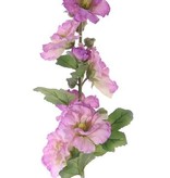 Alcea Rosea (hollyhock) "Spring Dream" x9flrs, x7buds, x9lvs, 87cm