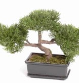 Bonsai ceder 113 Bl., H: 23cm/10cm