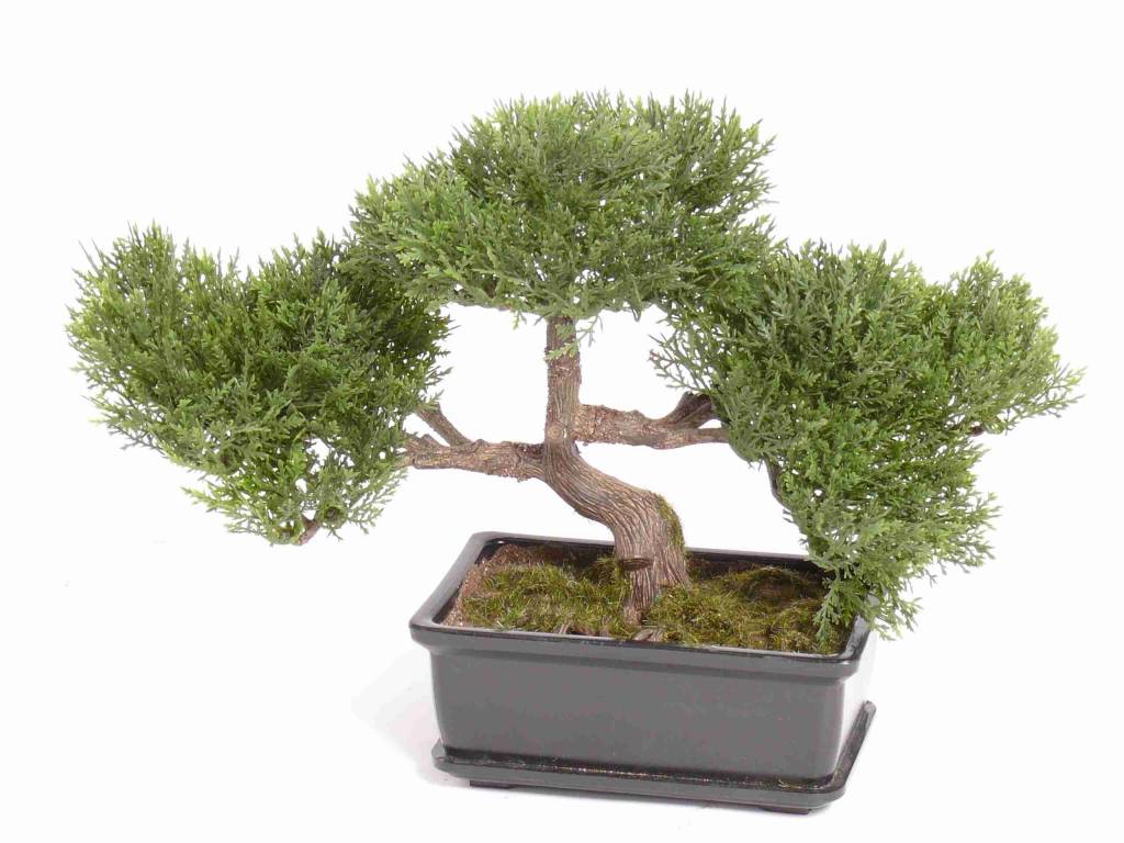 Bonsai cedro x113h, alt23cm, juego 10cm