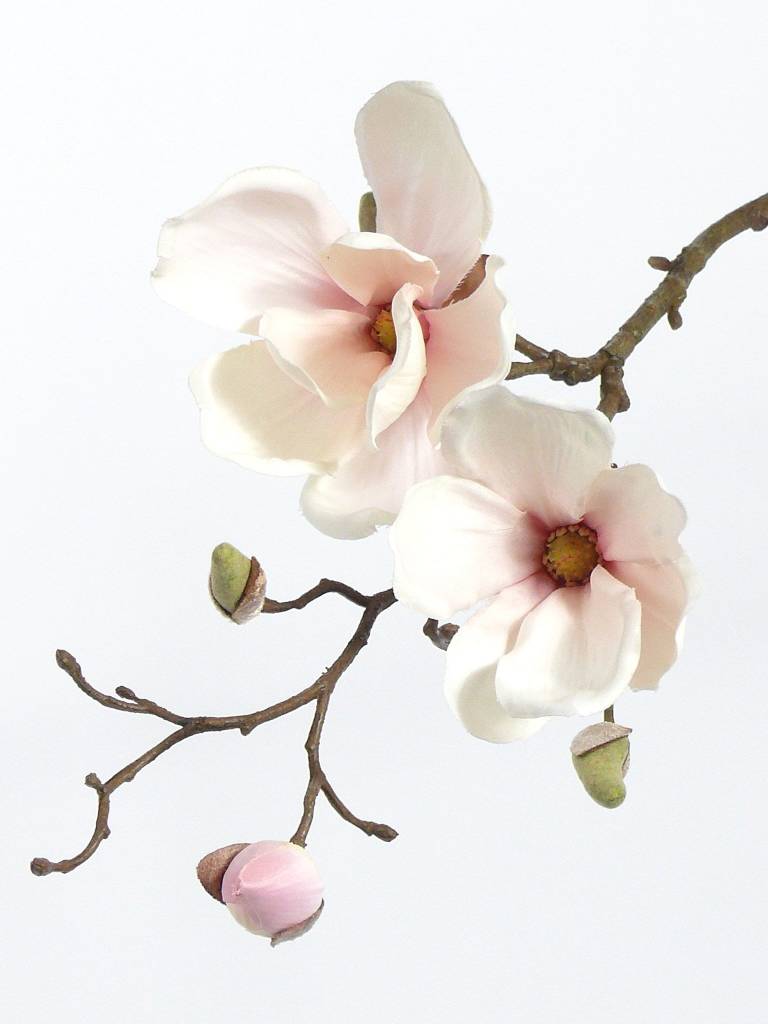 Magnolia, 2 flores, 4 capullos, 48cm