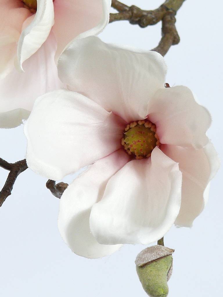 Magnolia steek 48cm