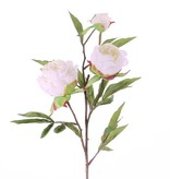 Peony "Spring Dream", x2flrs ø10/8cm, 1bud ø4cm & 25lvs, 73cm