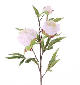 Peonia (Pioenroos) 'Spring Dream', met 2 bloemen: 1x Ø 10 cm & 1x Ø 8 cm, 1 knop Ø 4 cm & 25 bladeren, 73 cm
