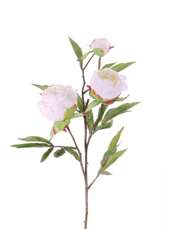 Peony "Spring Dream", x2flrs ø10/8cm, 1bud ø4cm & 25lvs, 73cm