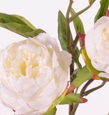 Peonia (Pioenroos) 'Spring Dream', met 2 bloemen: 1x Ø 10 cm & 1x Ø 8 cm, 1 knop Ø 4 cm & 25 bladeren, 73 cm