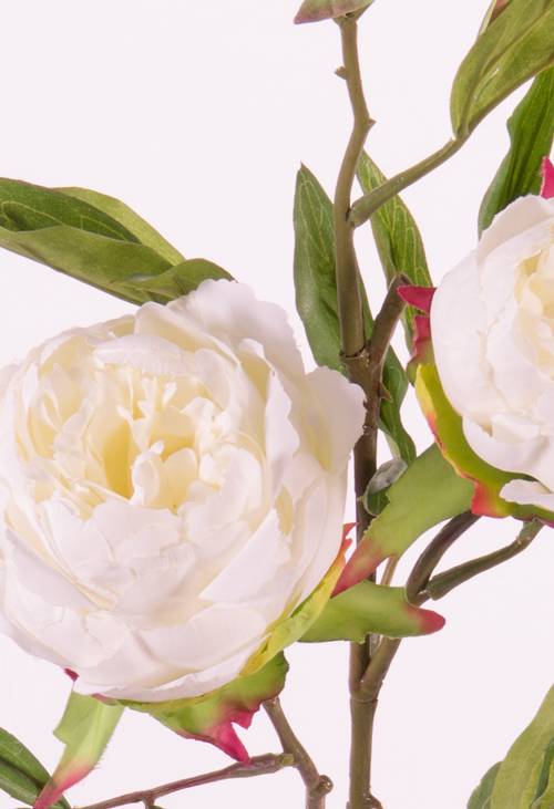 Peonia (Pioenroos) 'Spring Dream', met 2 bloemen: 1x Ø 10 cm & 1x Ø 8 cm, 1 knop Ø 4 cm & 25 bladeren, 73 cm