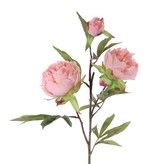 Peonia (Pioenroos) 'Spring Dream', met 2 bloemen: 1x Ø 10 cm & 1x Ø 8 cm, 1 knop Ø 4 cm & 25 bladeren, 73 cm