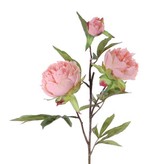 Pfingstrose, Peonia "Spring Dream", mit 2 Blumen, Ø 10/8cm, 1 Knospe, Ø 4cm, 25 Blätter, 73cm