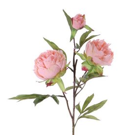 Peonia (Pioenroos) 'Spring Dream', met 2 bloemen: 1x Ø 10 cm & 1x Ø 8 cm, 1 knop Ø 4 cm & 25 bladeren, 73 cm