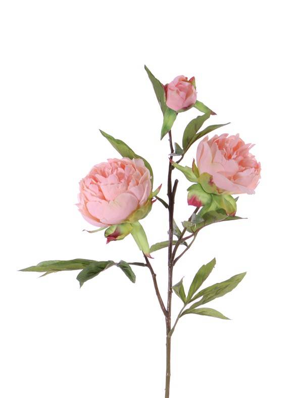 Peonia (Pioenroos) 'Spring Dream', met 2 bloemen: 1x Ø 10 cm & 1x Ø 8 cm, 1 knop Ø 4 cm & 25 bladeren, 73 cm