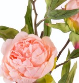 Peonia (Pioenroos) 'Spring Dream', met 2 bloemen: 1x Ø 10 cm & 1x Ø 8 cm, 1 knop Ø 4 cm & 25 bladeren, 73 cm