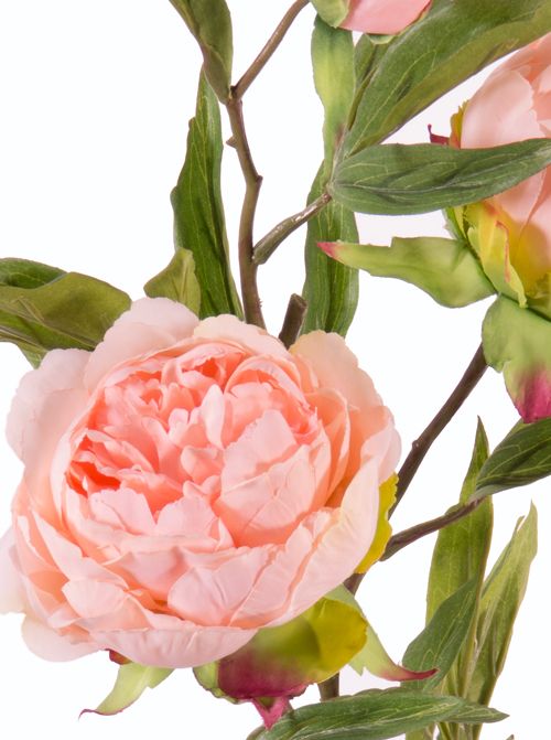 Peonia (Pioenroos) 'Spring Dream', met 2 bloemen: 1x Ø 10 cm & 1x Ø 8 cm, 1 knop Ø 4 cm & 25 bladeren, 73 cm
