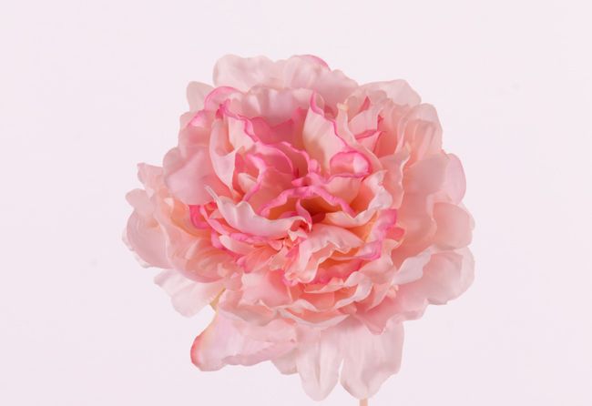 Peonyhead "Floating Flora", Ø 15cm, x15petals, foam base