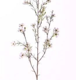 Chamelaucium uncinatum, Geraldton waxflower, Geraldton wax, 26 flores, 78cm