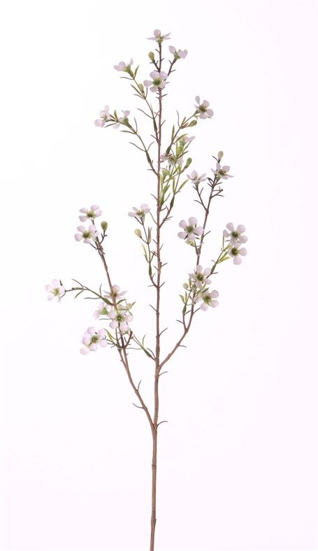 Waxbloem (Chamelaucium uncinatum) "de luxe", met 26 bloemen & 14 knop, 78cm