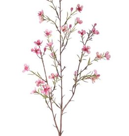 Hakiges Chamelaucium "de Luxe" (Wachsblume), 26 Blüten, 78 cm