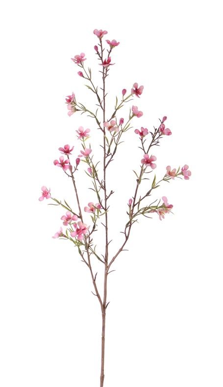 Chamelaucium uncinatum, Geraldton waxflower, Geraldton wax, 26 flores, 78cm