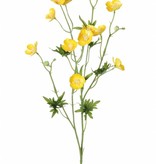 Botón de oro del prado, Ranunculus acris, 12 flores, 3 capullos, 7 hojas, 68cm