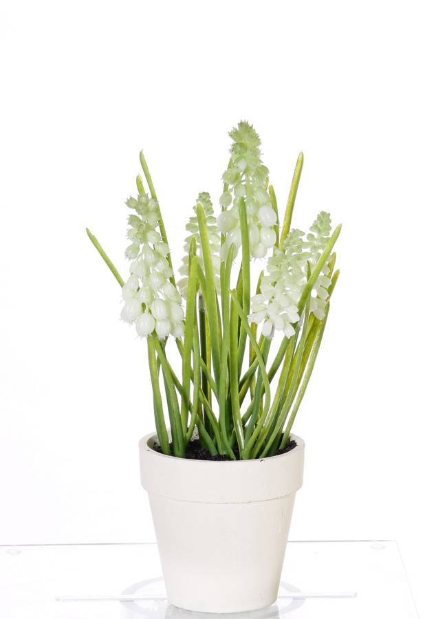 White  Grape (Muscari) x3 big flrs, x3 small flrs, x35lvs in cream paper pot, 25cm - Copy