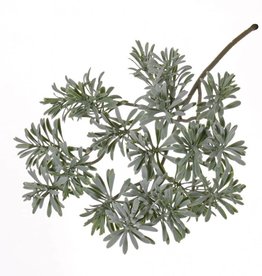 Wermut-Blattzweig, Artemisia absinthium, x25, 45cm