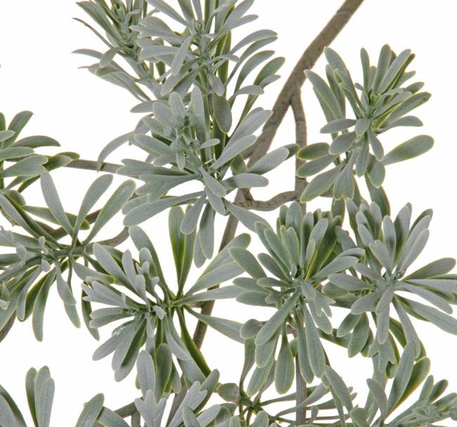 Wermut-Blattzweig, Artemisia absinthium, x25, 45cm