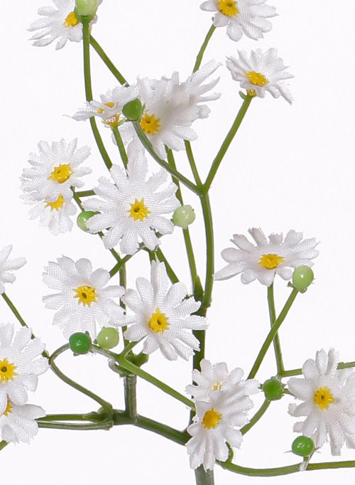 Bellis (Gänseblümchen) kurz, 24Blm& 11Knsp (Ø 1 - 1,5cm), 30cm