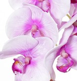 Phalaenopsis (orchid) "Natural touch" x9 flrs & 3 bds (polyfoam), 43cm