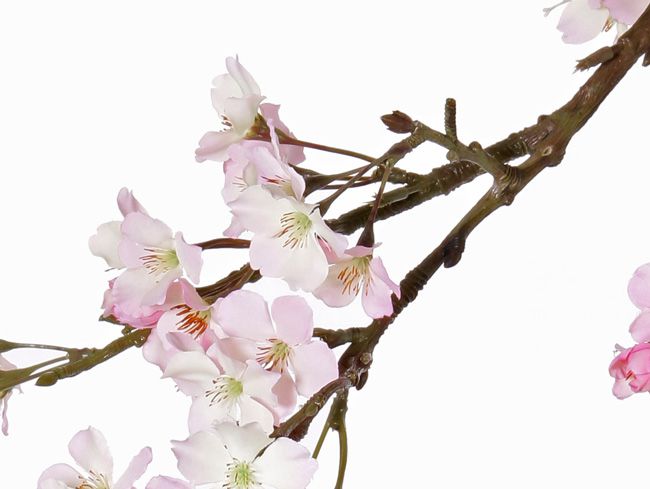 Apfelbluetenzweig, 104cm