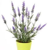 Lavendel (Lavandula) met 76 bladeren & 19 bloemen (8cm), UV bestendig, 45cm