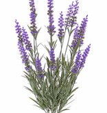 Lavendel (Lavandula) met 76 bladeren & 19 bloemen (8cm), UV bestendig, 45cm