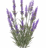 Lavendel mit 76 Blättern und 19 Rispen (8cm), UV-sicher, gänzlich aus Plastik, 45cm