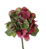 Hortensie (Hydrangea) "Sensitive" x1, Ø 13CM,  24 Blütenblätter