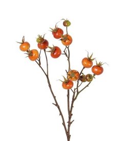 Rozenbottel tak, Rosa rugosa, 14 fruits, 66cm