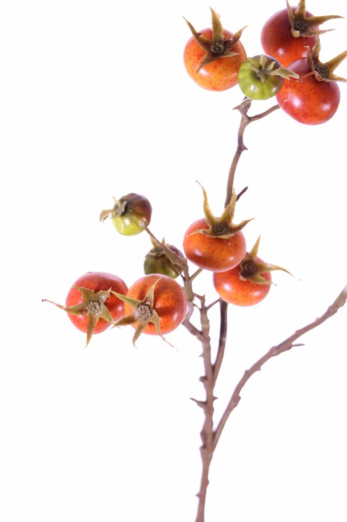 Rose hip spray, Rosa rugosa, 14 fruits, 66cm