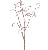 Berkenkatjestak (Betula pendula) x25fruits, 66cm