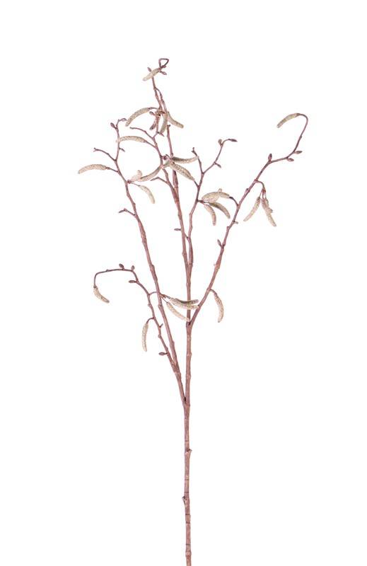 Berkenkatjestak (Betula pendula) x25fruits, 66cm